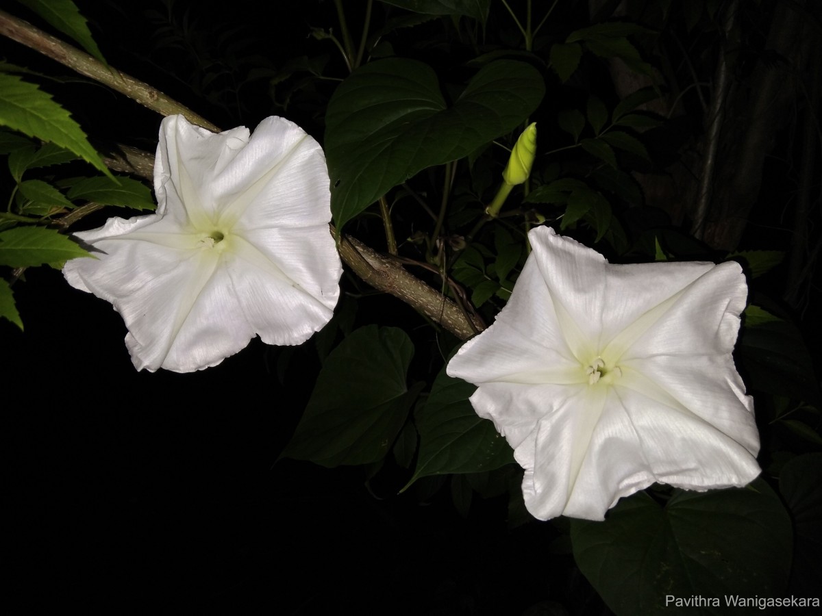 Ipomoea alba L.